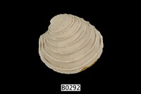 藏品(小蛋糕簾蛤)的圖片